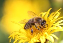 У суботу у Андрићграду почиње 17. Сајам меда и пчеларске опреме