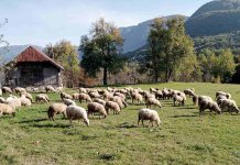 У селу Пријеђел учестали напади вукова који бјеже испред пожара