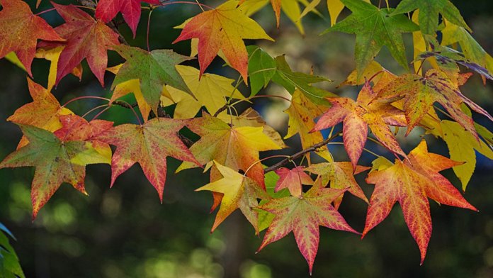 javor-lisce-septembar