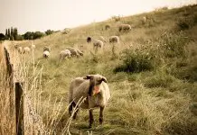 Формирано Удружење овчара „Романијско руно“