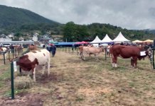 Уручено 128 награда излагачима