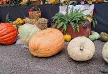 У суботу почињу „Дани тикве“