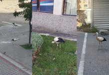Птице селице у центру Пала: Шта је задржало роде? Фото роде у Палама: корисници / социјалне мреже