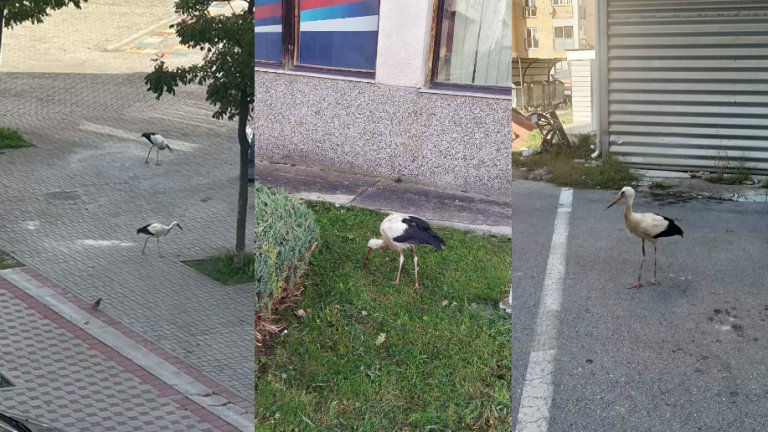 Фото роде у Палама: корисници / социјалне мреже