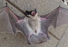 Сусрет са крилатим становником Јахорине: Ноћни ловaц који одржава равнотежу