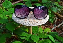 Да ли су сунчанице најукусније гљиве наших крајева?
