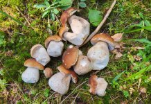 Берба вргања у пуном јеку: Од шумског тла до гастрономских специјалитета