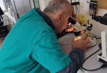 Два случаја трихинеле у месу дивљачи