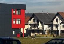 Срна прошетала улицама Пала (видео)