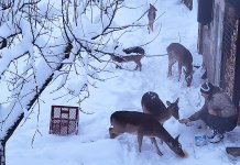 Срне на Палама – питоме и једу из руке