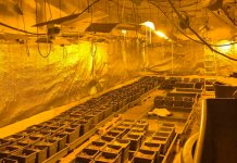 Пронађено пет килограма марихуане, два лица ухапшена