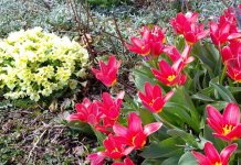 Данас почиње прољеће