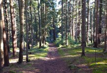 Вриједност шумских плодова 3,9 милиона КМ