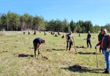 Почело прољећно пошумљавање на површини од 18 хектара