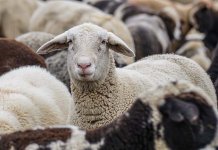 Бесплатна вакцинација оваца и коза против бруцелозе