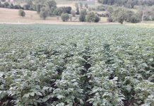 Производња кромпира расте упркос тешкоћама у пласману