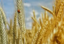 Завршена жетва, принос већи од очекиваног