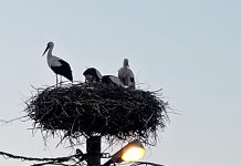 Да ли су роде на Романији посљедица климатских промјена?