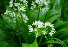 На листи заштићених врста 818 врста биљака