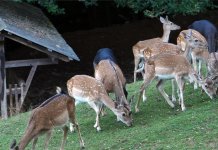 Наредних дана потрага за крдом јелена који уништавају усјеве