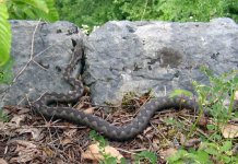 Вученовић: У Српској 14 врста змија, од којих су три отровне