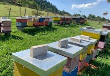 Никад лошија година за пчеле на појединим локалитетима на Романији