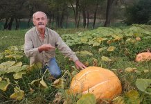 Огромне бундеве украсиле оранице крај Дрине