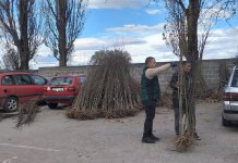 Пољопривредницима подијељено 4.800 садница воћа