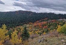 Требевић обавијен јесењим рухом