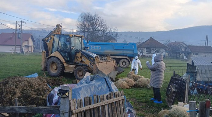 У Источној Илиџи еутаназирано стадо оваца због бруцелозе